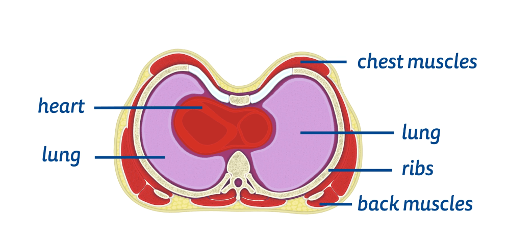 Nuss Procedure